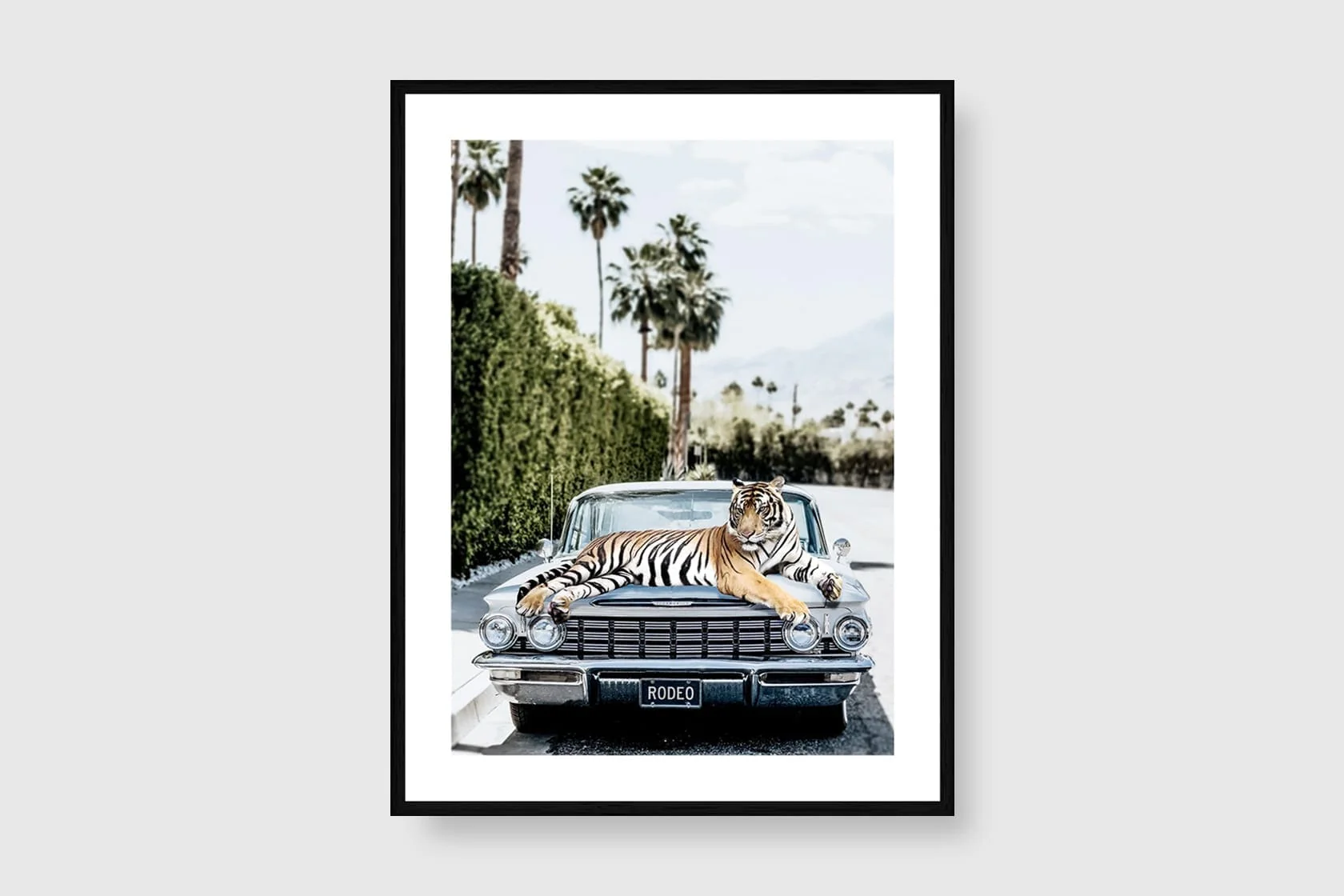 Rodeo Tiger - Image 2